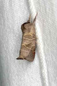 <i>Clostera curtula</i>