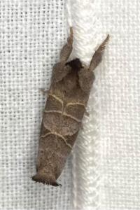 <i>Clostera curtula</i>