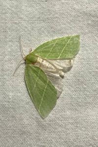 <i>Bena bicolorana</i>
