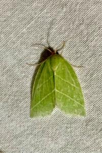 <i>Bena bicolorana</i>