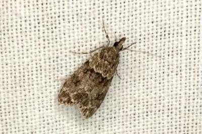 <i>Eudonia mercurella</i>