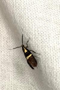 <i>Dasycera oliviella</i>