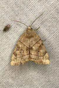 <i>Cosmia trapezina</i>