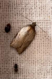 <i>Acleris sparsana</i>