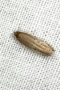<i>Limnaecia phragmitella</i>