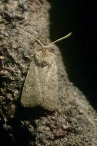 <i>Hoplodrina ambigua</i>
