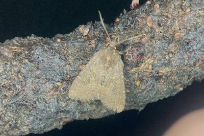 <i>Mesapamea secalella/secalis</i>