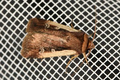 <i>Ochropleura plecta</i>