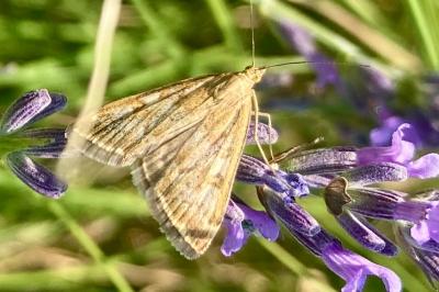 <i>Loxostege sticticalis</i>