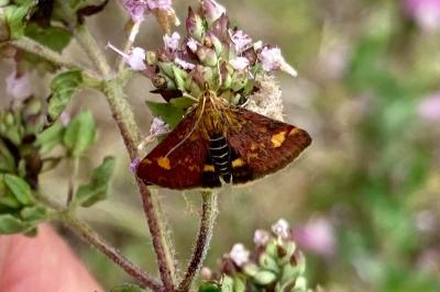 <i>Pyrausta aurata</i>