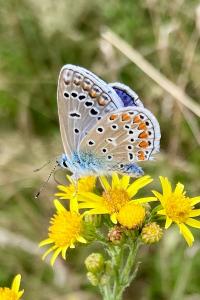 <i>Polyommatus icarus</i>