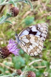<i>Melanargia galathea</i>