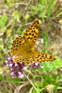 <i>Argynnis paphia</i>