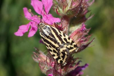 <i>Emmelia trabealis</i>