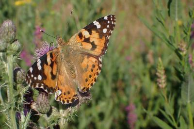 <i>Vanessa cardui</i>