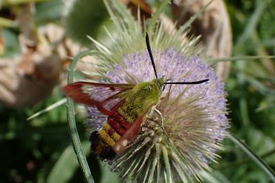 <i>Hemaris fuciformis</i>