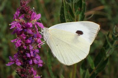 <i>Pieris brassicae</i>