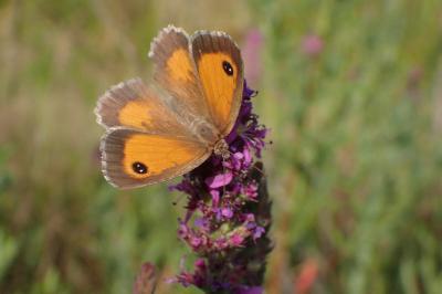 <i>Pyronia tithonus</i>