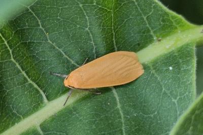 <i>Wittia sororcula</i>