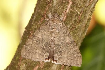 <i>Catocala nupta</i>
