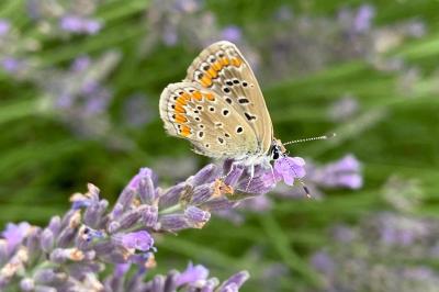 <i>Polyommatus icarus</i>