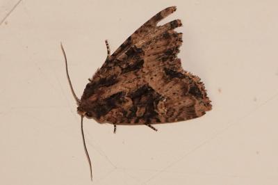 <i>Mesapamea secalella/secalis</i>