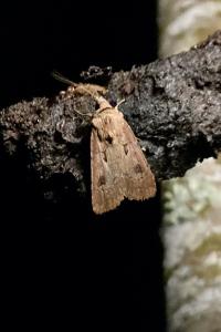 <i>Agrotis exclamationis</i>