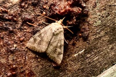 <i>Cosmia trapezina</i>