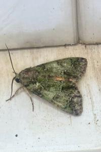 <i>Polyphaenis sericata</i>