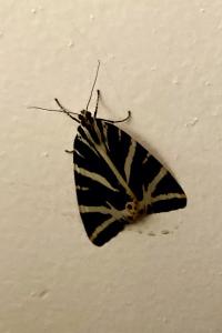 <i>Euplagia quadripunctaria</i>