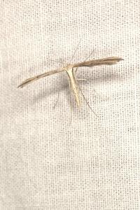 <i>Emmelina monodactyla</i>