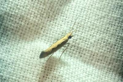 <i>Plutella xylostella</i>