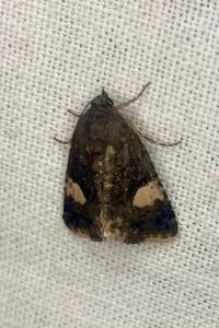 <i>Tyta luctuosa</i>