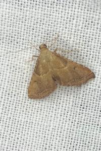 <i>Endotricha flammealis</i>