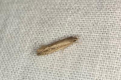 <i>Limnaecia phragmitella</i>
