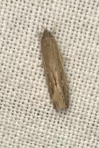 <i>Limnaecia phragmitella</i>