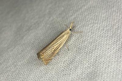 <i>Chrysoteuchia culmella</i>