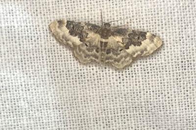 <i>Idaea rusticata</i>