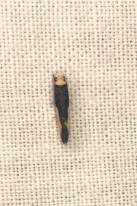 <i>Monopis monachella</i>