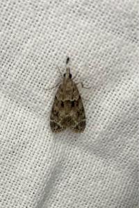 <i>Eudonia mercurella</i>