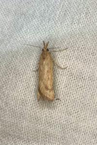 <i>Synaphe punctalis</i>