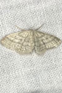<i>Idaea subsericeata</i>
