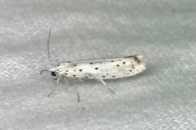 <i>Yponomeuta cagnagella</i>