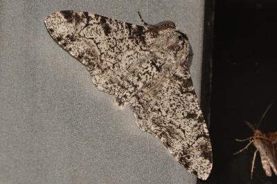 <i>Biston betularia</i>