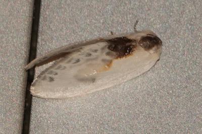 <i>Cilix glaucata</i>