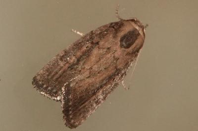 <i>Proxenus hospes</i>