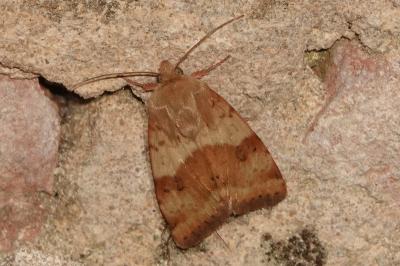 <i>Heliothis viriplaca</i>
