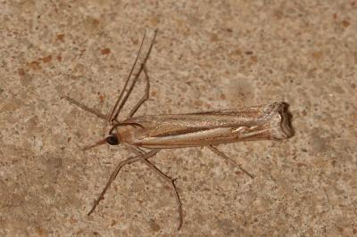 <i>Ancylolomia tentaculella</i>