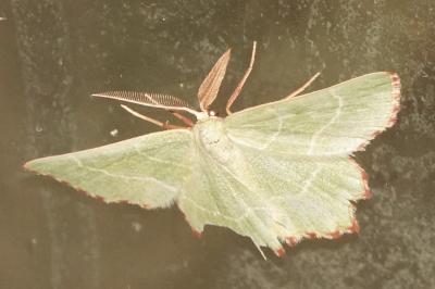 <i>Thalera fimbrialis</i>