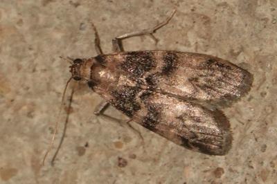 <i>Euzophera pinguis</i>